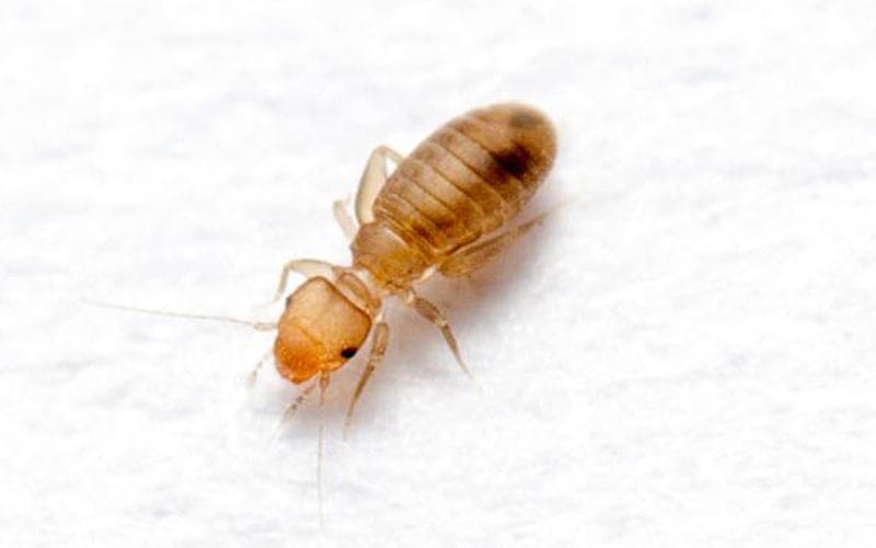 Booklice Control